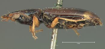 Media type: image;   Entomology 5513 Aspect: habitus lateral view